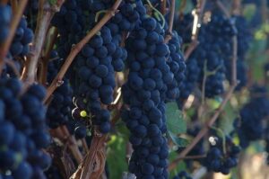 Frutas produzidas no Vale do SF podem ajudar país a exportar U$ 2 bi por ano