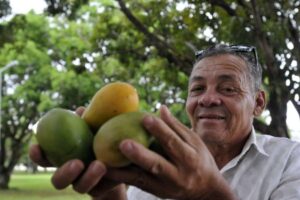 Frutas de graça: brasilienses podem aproveitar 950 mil árvores frutíferas