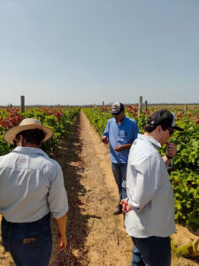 Sanidade Vegetal – Durante missão técnica, agrônomos conhecem sistema de produção de frutas para exportação na Bahia