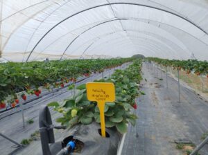 Governo do Ceará e Emcocal firmam parceria para testes de variedades de frutas vermelhas no estado