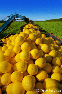 Itaueira amplia presença internacional e anuncia exportações para América do Norte, Europa e Oriente Médio 