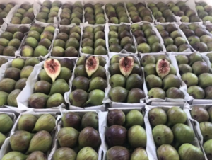 ‘Capital do figo’ espera aumento da produção da fruta nesta safra