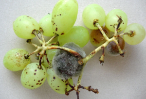 Pesquisa amplia potencial de fungo contra uma das doenças mais destrutivas da agricultura